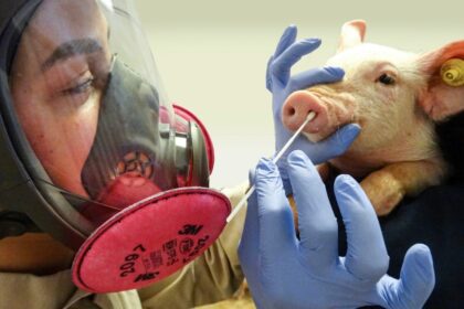 swine fluu